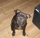 Staffordshire bull terrier Obie