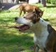 Amerikansk staffordshire terrier Tessa R.I.P