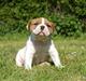 Amerikansk bulldog ANNABELL Amazing Bulldog