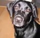 Labrador retriever Maddie (formel 1)
