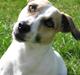 Jack russell terrier Balou