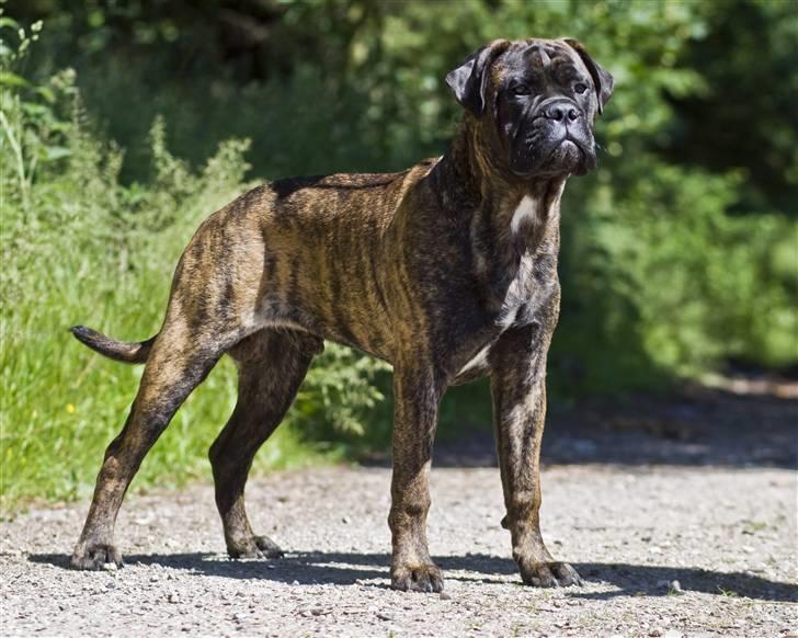 Bullmastiff Milow billede 2