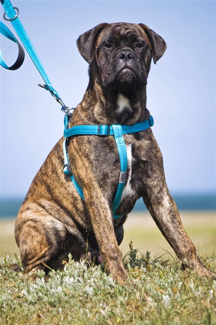 Bullmastiff Milow billede 3