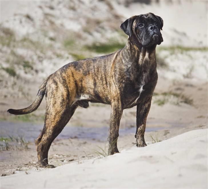 Bullmastiff Milow billede 4