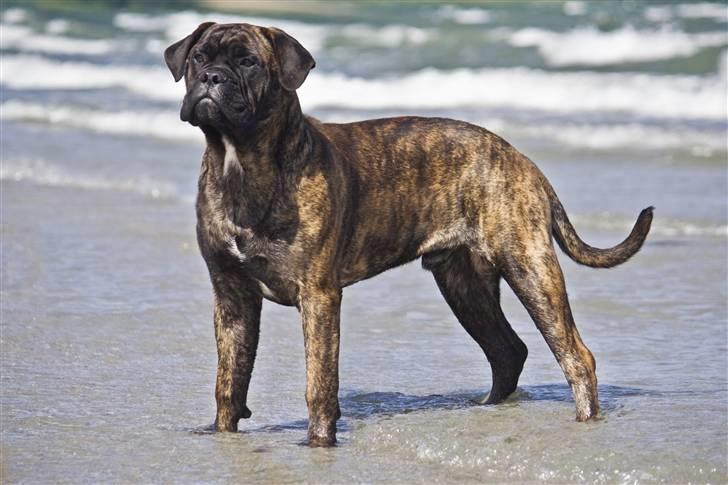 Bullmastiff Milow billede 5