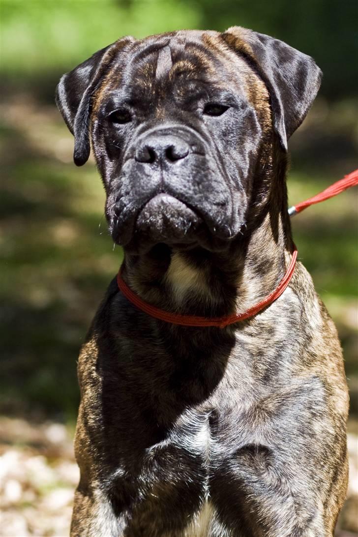 Bullmastiff Milow billede 6