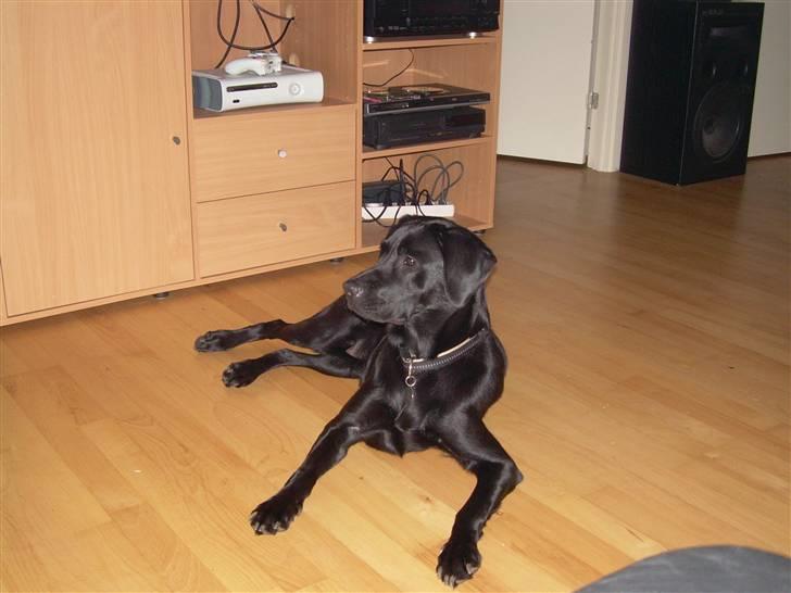 Labrador retriever Mulle billede 15