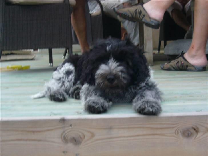 Schapendoes Aston <3 - Smil til kameraet :D  billede 5