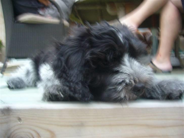 Schapendoes Aston <3 billede 6