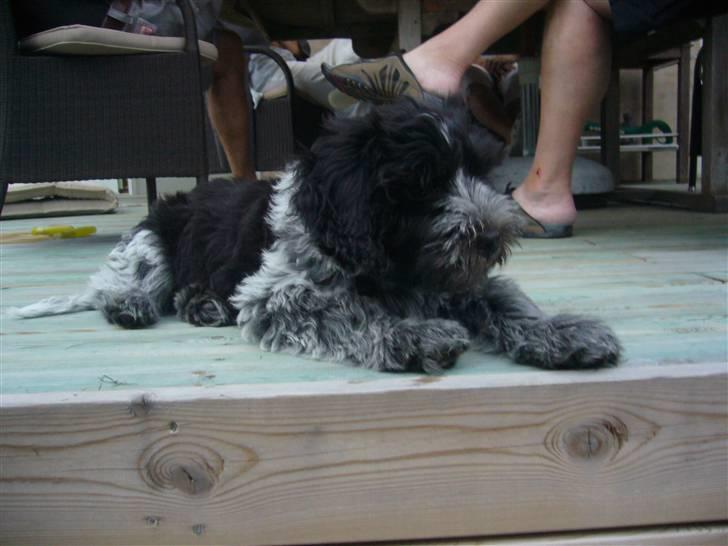 Schapendoes Aston <3 - Hov var  billede 7