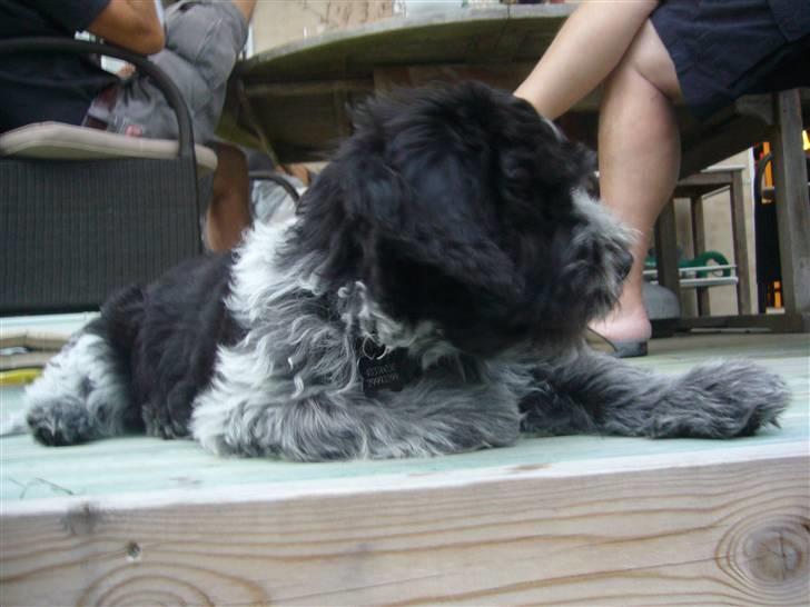 Schapendoes Aston <3 - der noget <33 xD billede 8