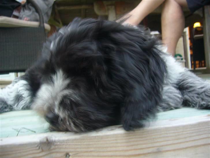 Schapendoes Aston <3 - Nååååhhhhhh skat <3 Tak for kigget, læg gerne en kommentar :o) billede 9