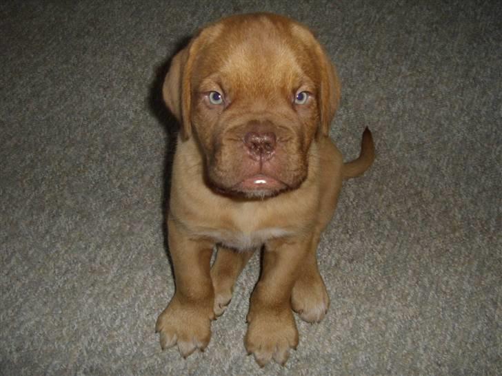 Dogue de bordeaux Møffe billede 2