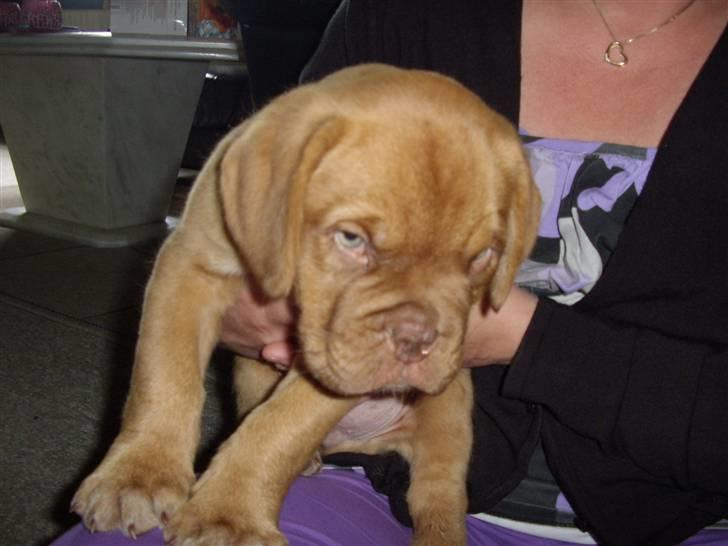 Dogue de bordeaux Møffe billede 3