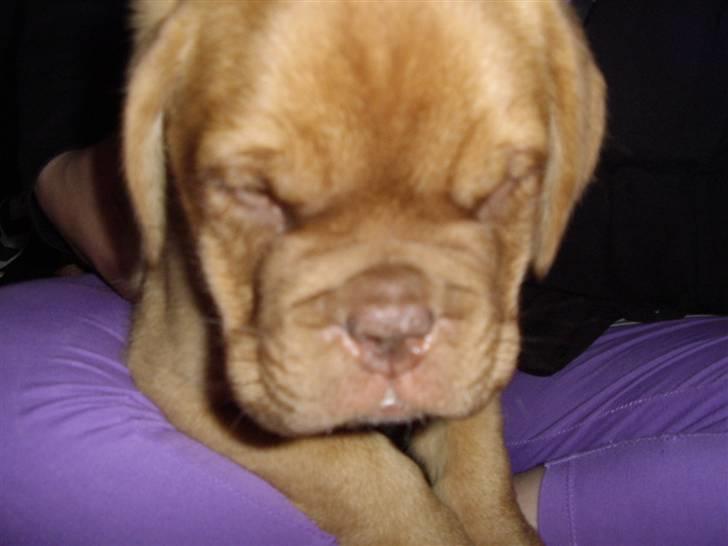 Dogue de bordeaux Møffe billede 4