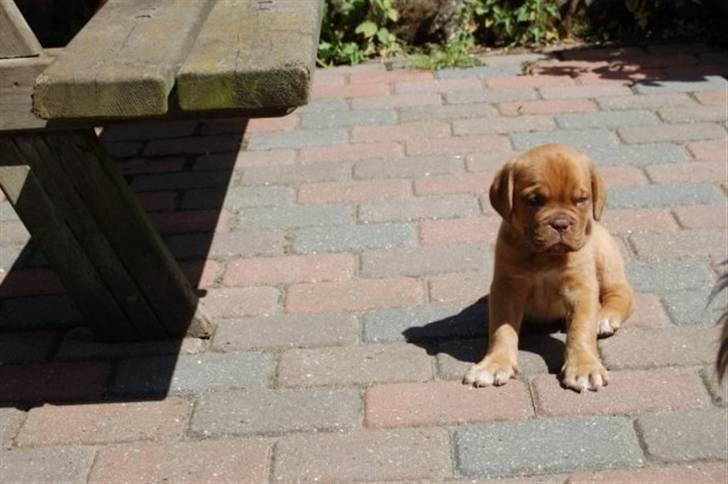Dogue de bordeaux Møffe billede 5