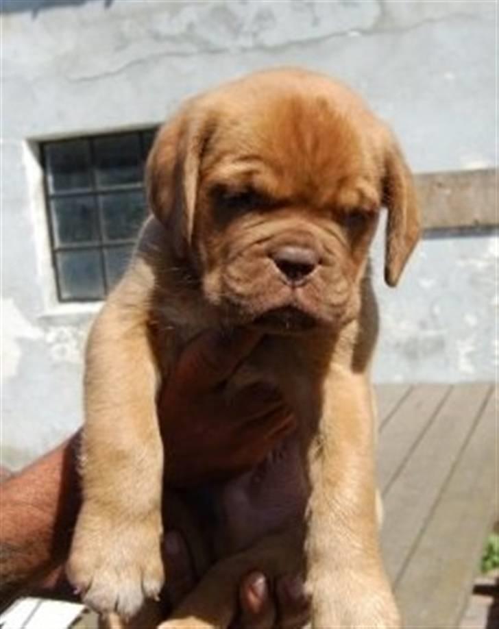Dogue de bordeaux Møffe billede 6