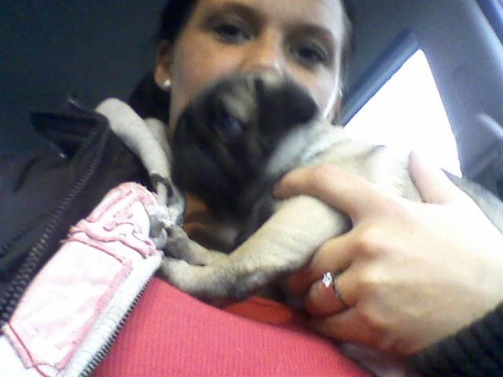 Mops allerskønneste Katie - På vej hjem il min nye mor... billede 2