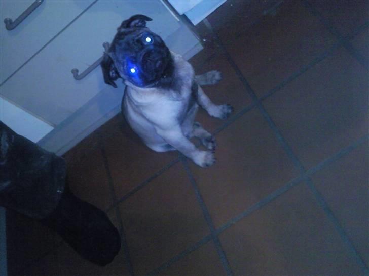 Mops allerskønneste Katie billede 3