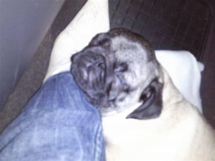 Mops allerskønneste Katie - Med mor & far til sweden Gaaabbbb.. snupper en lur indtil vi er der om nogen timer:-) billede 4