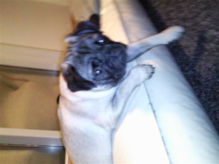 Mops allerskønneste Katie - Sådan et nyt gulvtæppe er ikke sådan at kæm´s af... billede 5