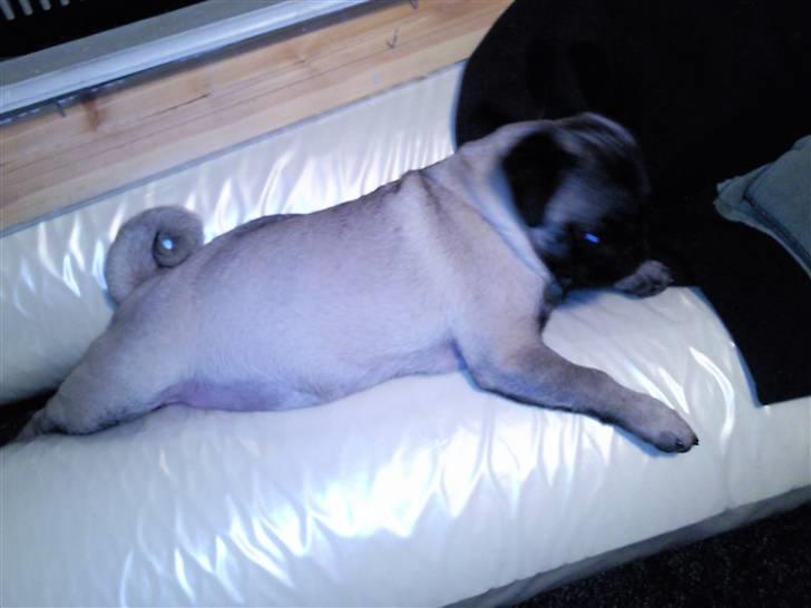 Mops allerskønneste Katie - Man kan snilt bruge en til en lille lur.. billede 6