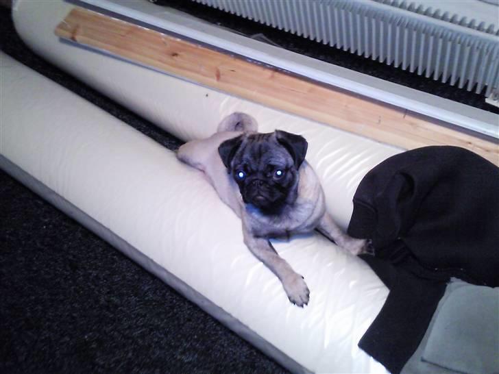 Mops allerskønneste Katie billede 7