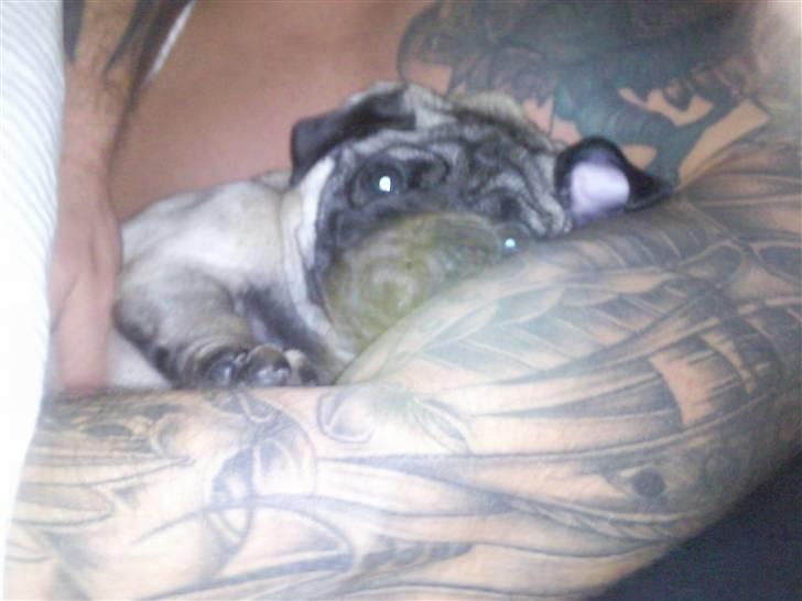 Mops allerskønneste Katie - Putning med min far, men kun når mor ikke er hjemme for må jo IKKE være i sengen.. billede 8