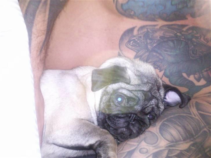 Mops allerskønneste Katie billede 9