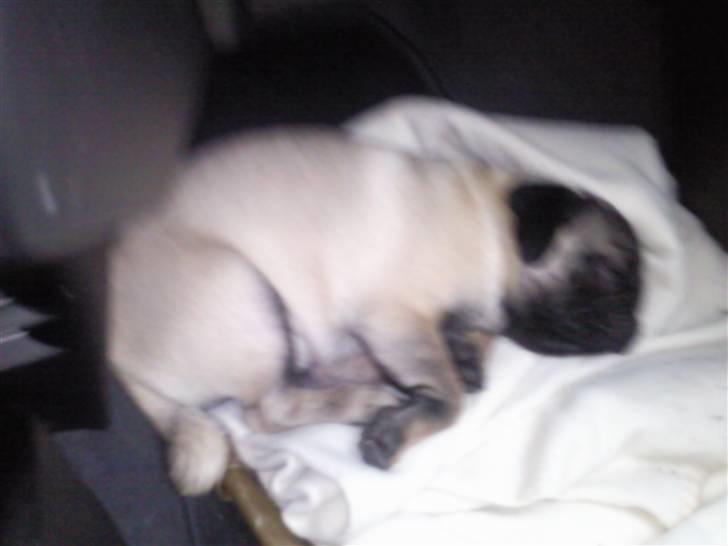 Mops allerskønneste Katie billede 10