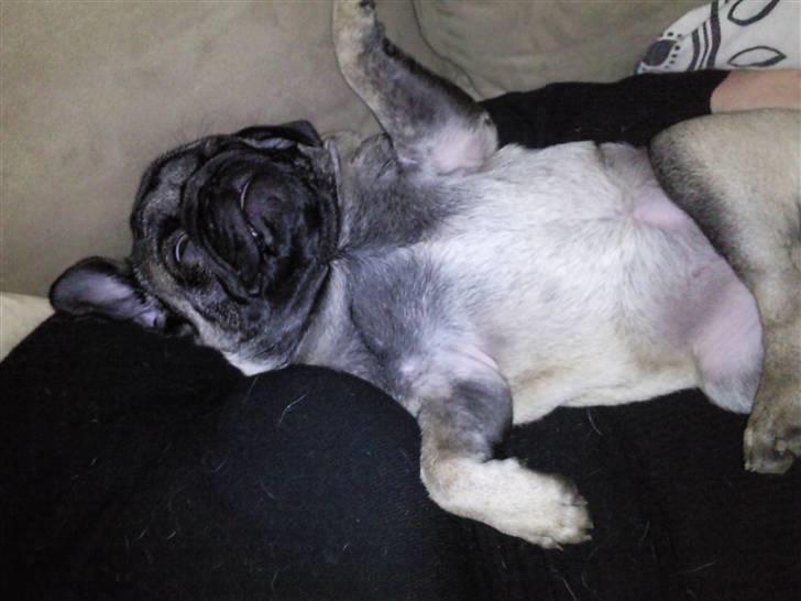 Mops allerskønneste Katie billede 11