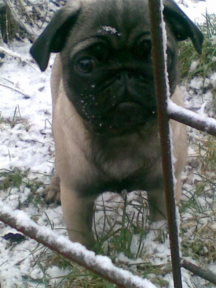 Mops allerskønneste Katie - En hundegård er bestemt IKKE lige mig, nevnlig ikke i det vejr!!! billede 12