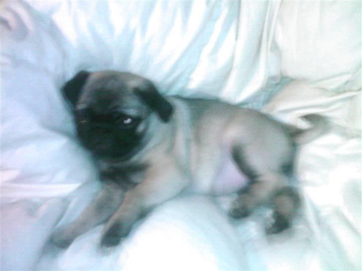 Mops allerskønneste Katie billede 13