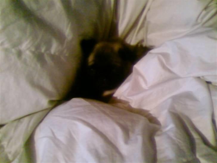 Mops allerskønneste Katie billede 14