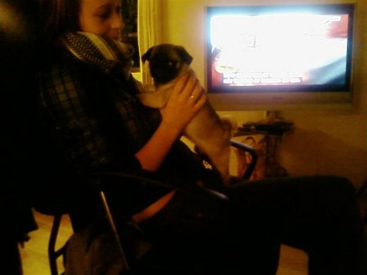 Mops allerskønneste Katie - Blir passet af tante Rikke billede 15