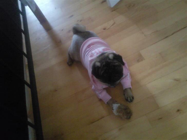 Mops allerskønneste Katie - Belastende mor, gider IKKE ha den møj trøje på!!!! billede 16