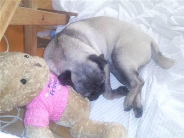 Mops allerskønneste Katie billede 17