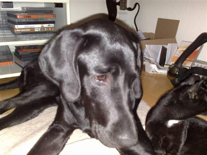 Blanding af racer Kudi billede 8