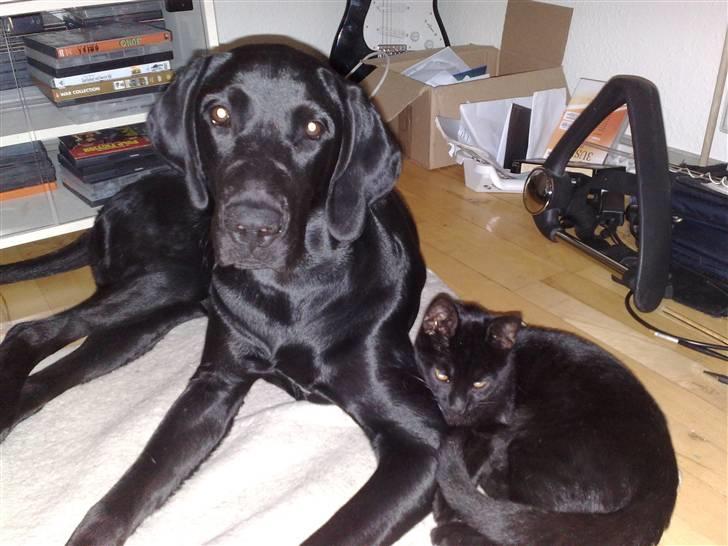 Blanding af racer Kudi billede 9