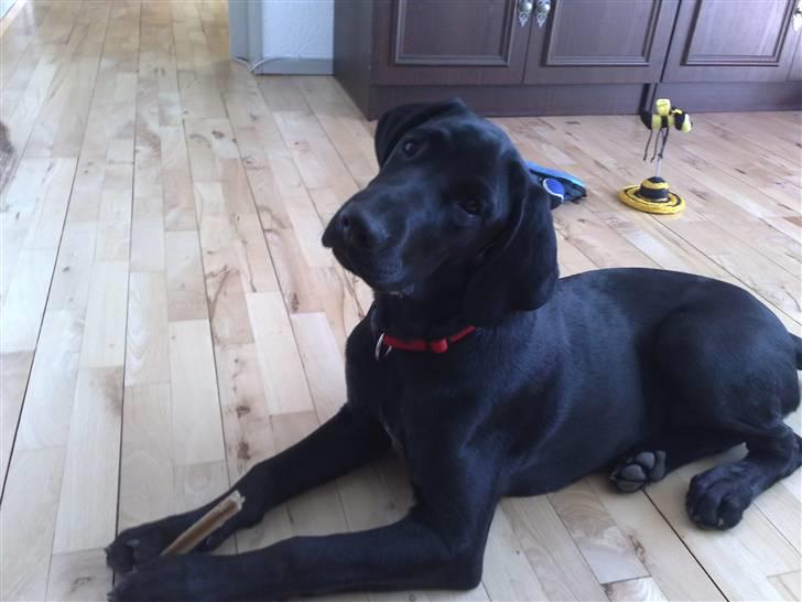 Blanding af racer Kudi billede 10