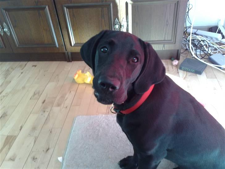 Blanding af racer Kudi billede 11