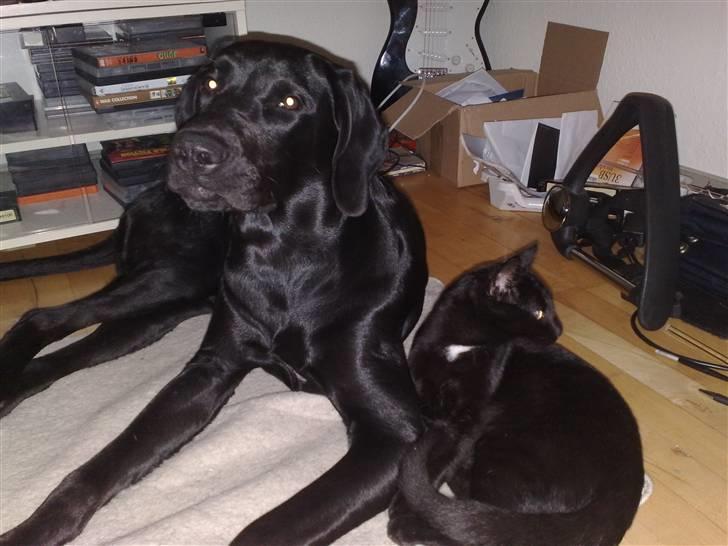 Blanding af racer Kudi billede 13