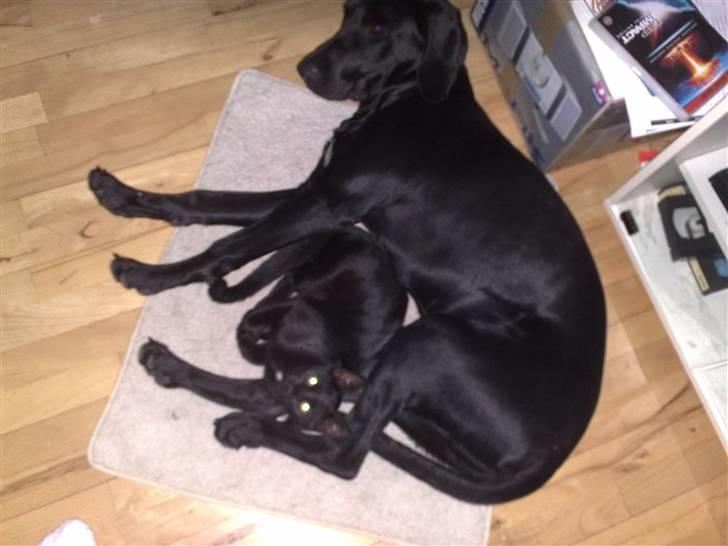 Blanding af racer Kudi billede 14