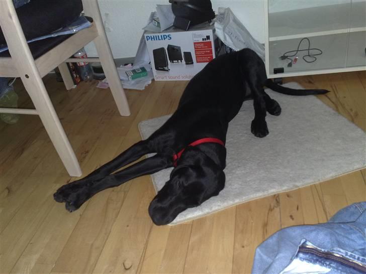 Blanding af racer Kudi billede 15