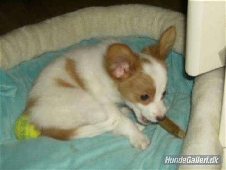 Papillon Chewey (himmelhund) billede 15