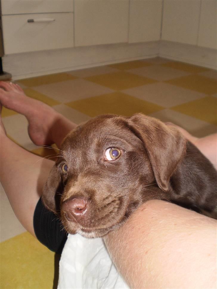 Blanding af racer Brownie billede 7