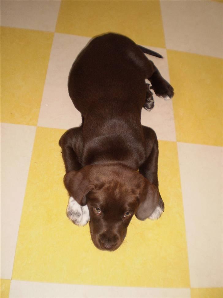 Blanding af racer Brownie billede 8