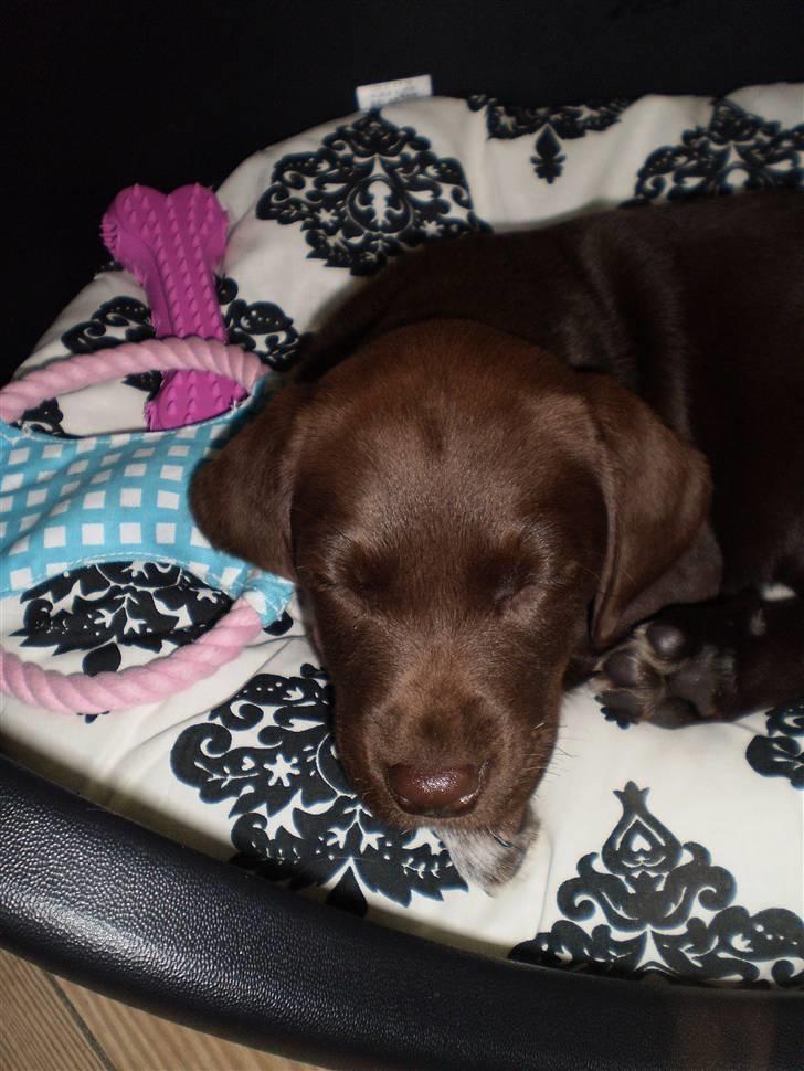 Blanding af racer Brownie billede 9