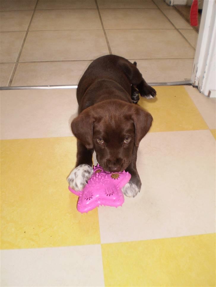 Blanding af racer Brownie billede 10