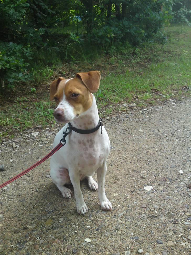 Dansk svensk gaardhund nemo - med mor og far i sommerhus, blev ellers passet men mor kørte fra toftlund for og hente mig så sød hun er. halvanden år gammel billede 15